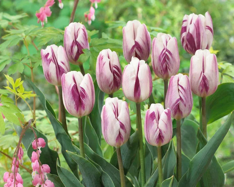 Tulipa Flaming Flag 11/12 - 6 bulbs