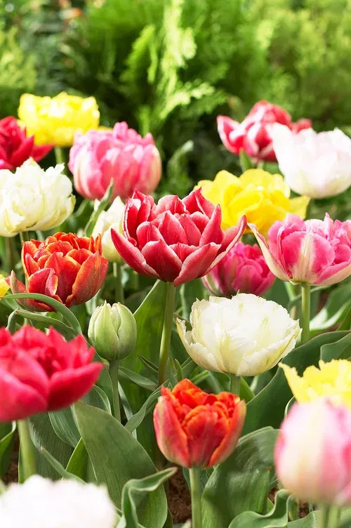 Tulipa double early mix 11/12 - 6 bulbs