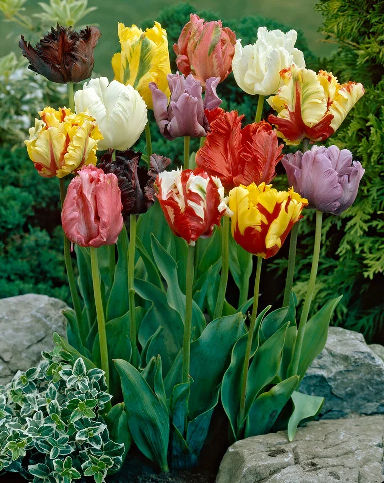 Tulipa Parrot mix 11/12 mix - 6 bulbs