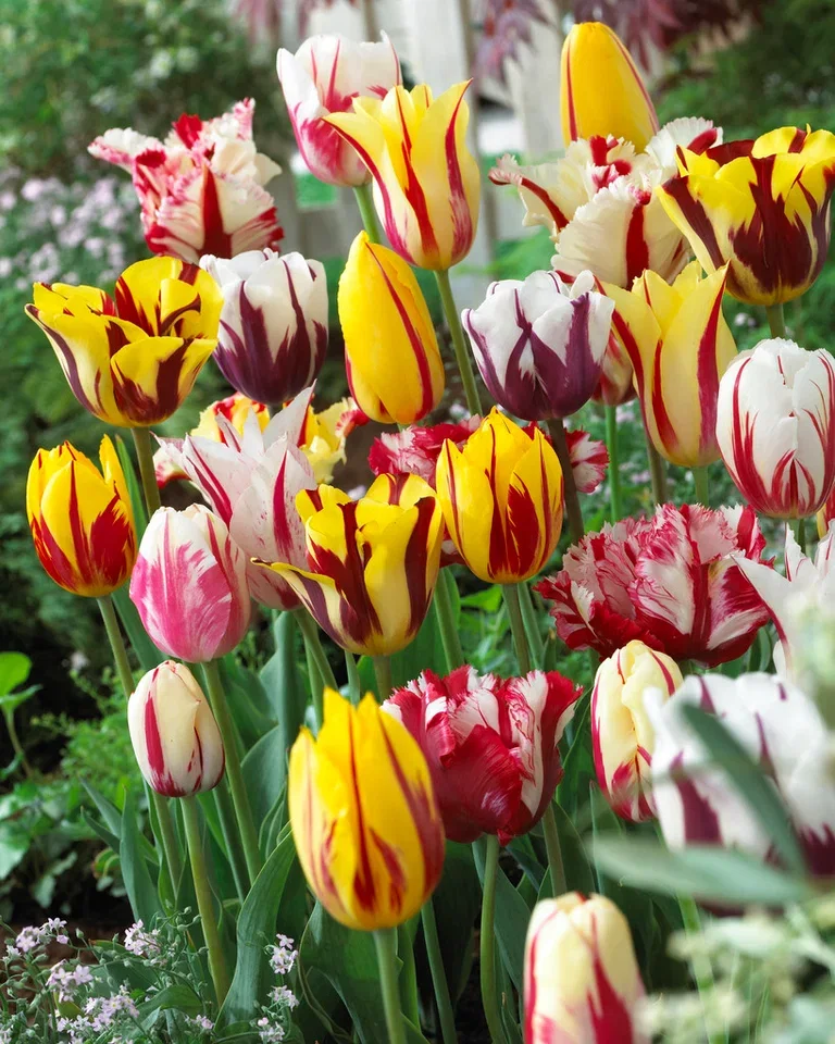 Tulipa Rembrandt 11/12 mix - 6 bulbs