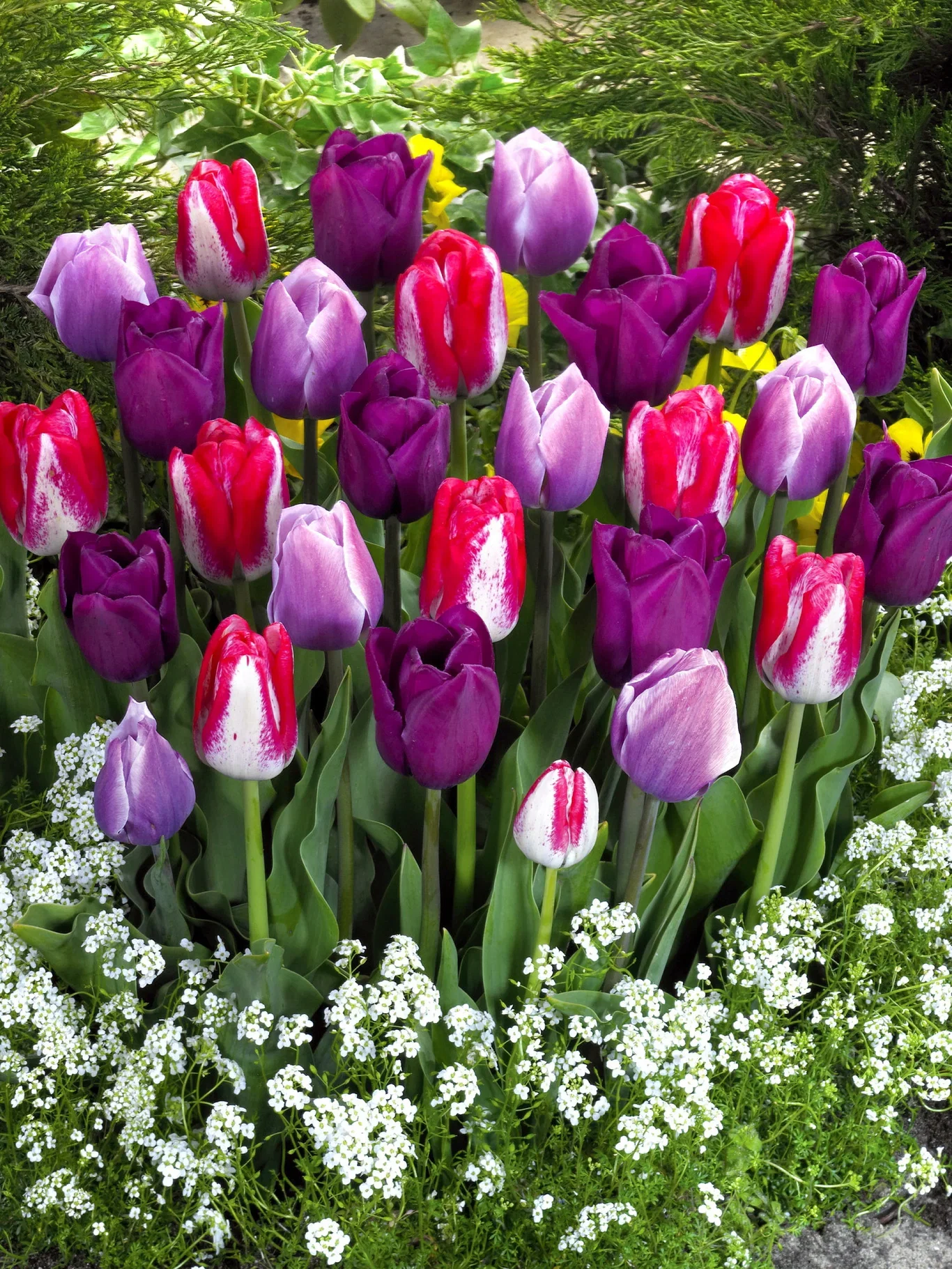 Perfect Match 2 Tulipa 12/  co