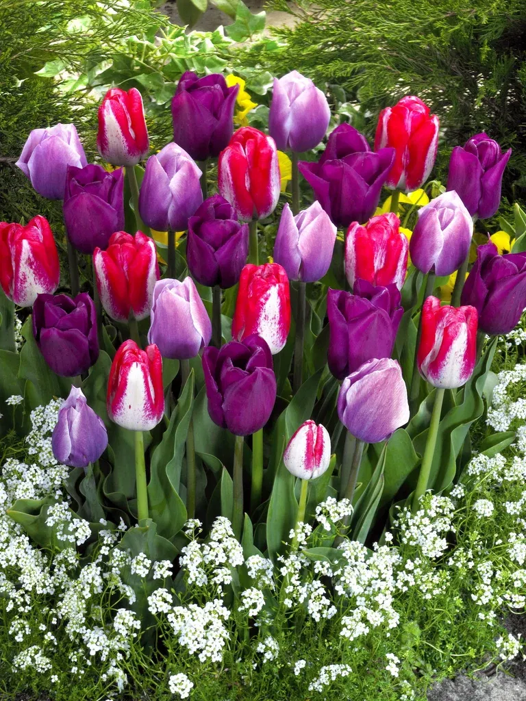 Perfect Match 2 Tulipa 12/  co