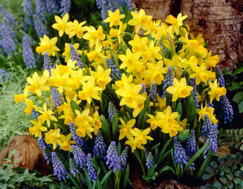 Perfect Match 8 Narcissus/Musc