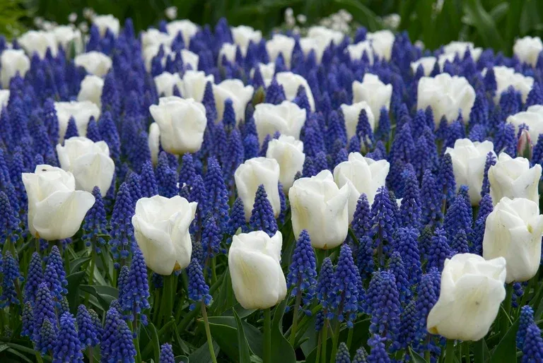 Mix Tulip/Muscari - 20 bulbs