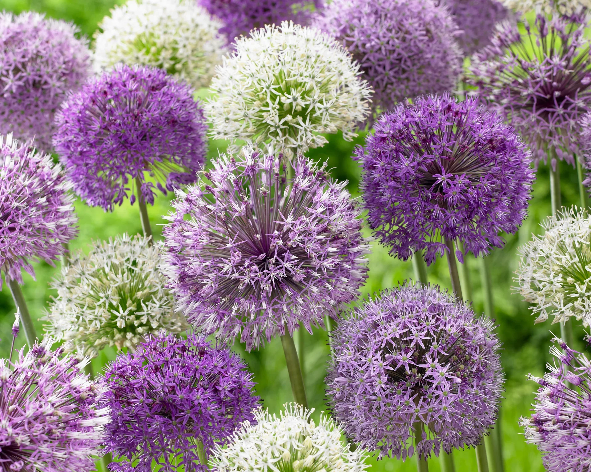 Allium Mix 10/12 mix