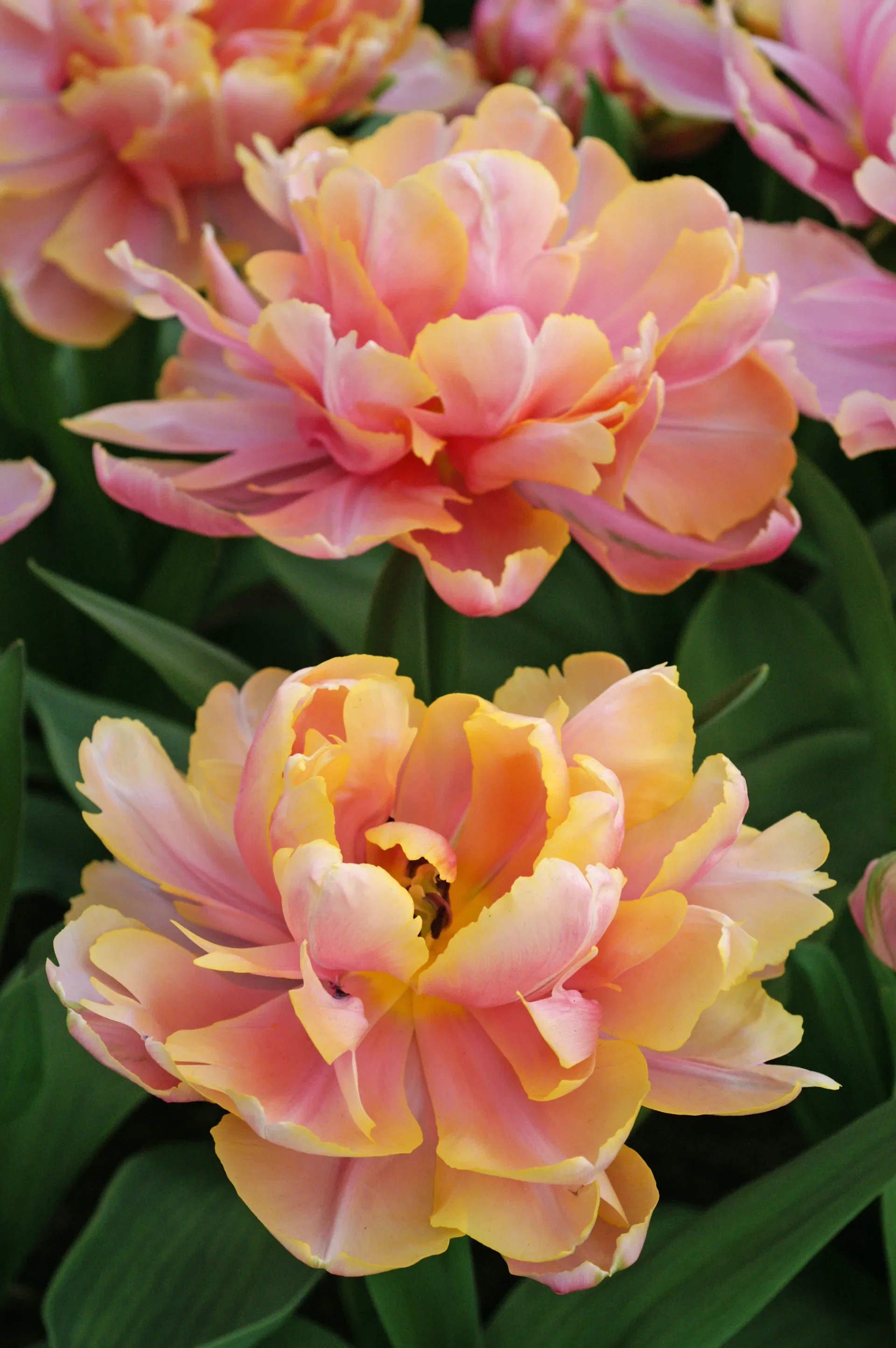 Tulipa Pink Star 11/12 pink - 6 bulbs