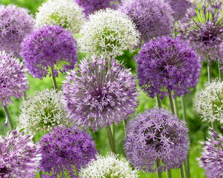 Allium Mix 10/12 mix