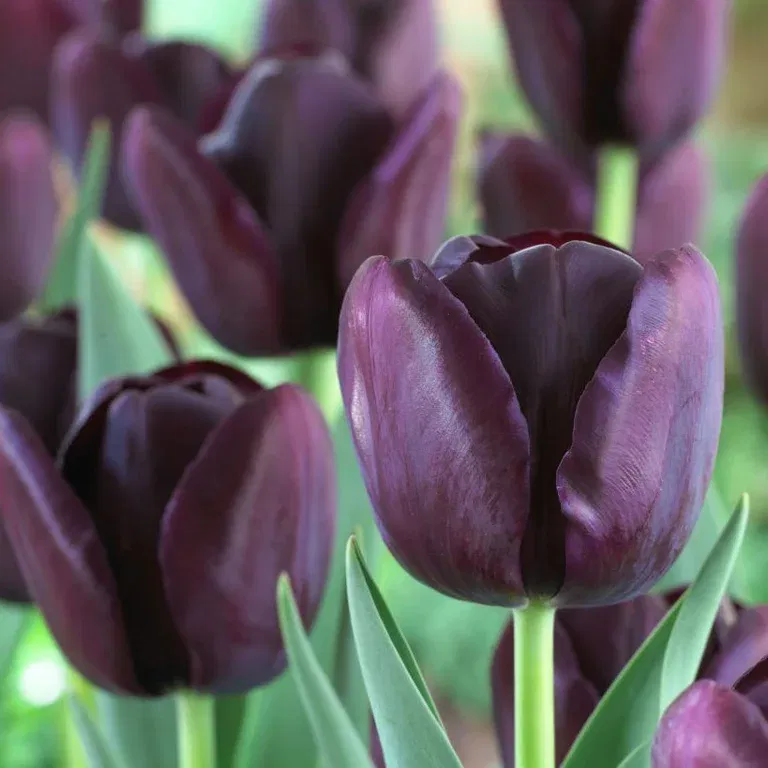 Tulipa Queen of Night - 15 bulbs