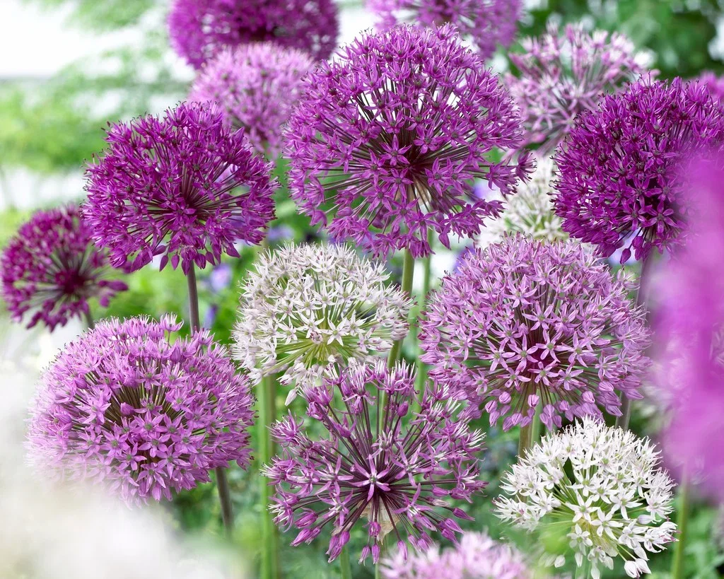 Perfect Match 17 Allium Elegan