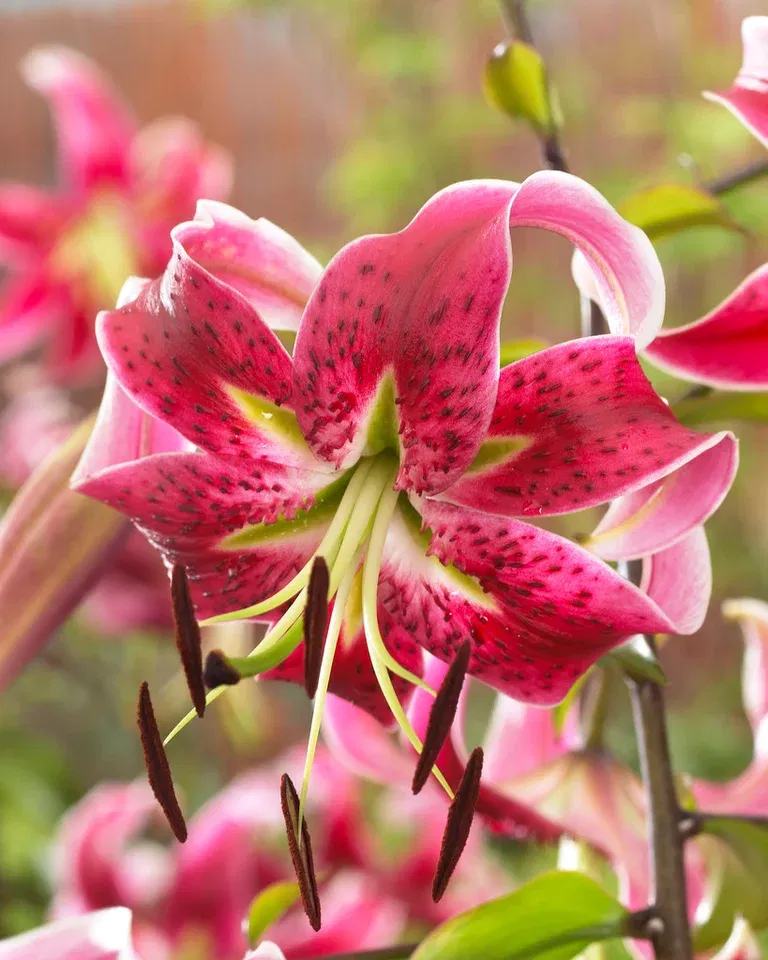 Lilium Speciosum Rubrum 14/16