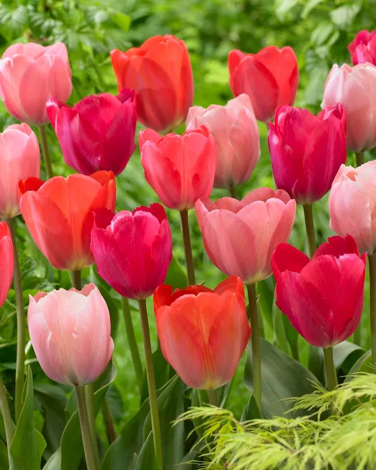 Tulip Mix Pink Promise - 12 bulbs