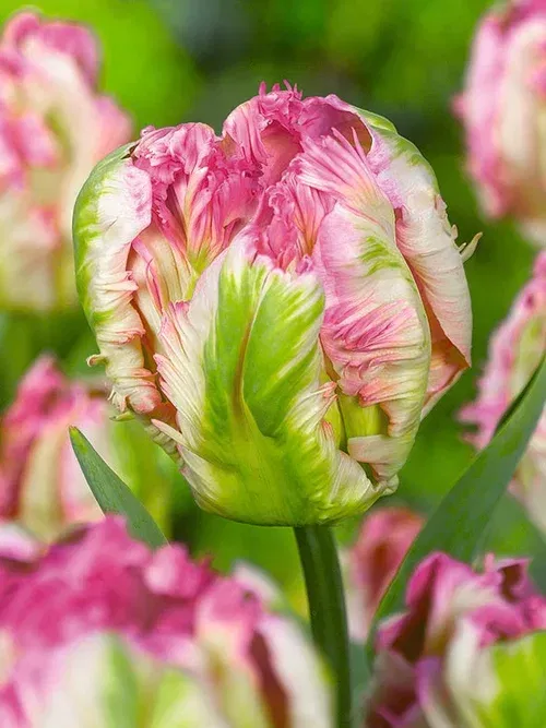 Tulipa Pink Vision 12/  pink - 6 bulbs