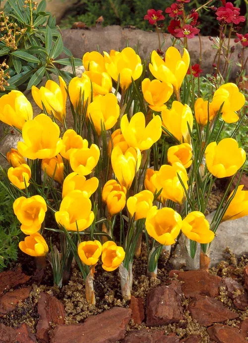 Crocus Yellow 8/9 yellow