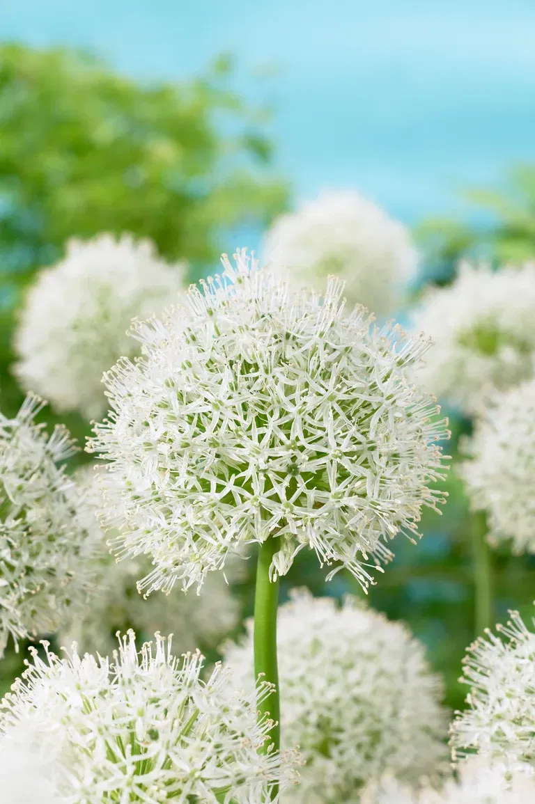 Allium Mount Everest 10/12 whi
