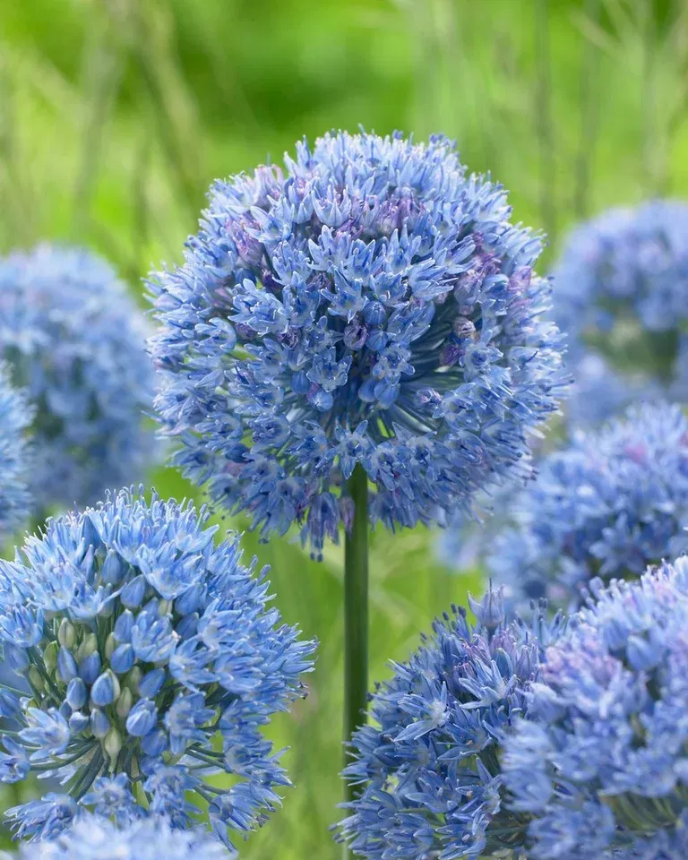 Allium Caeruleum 5/  blue
