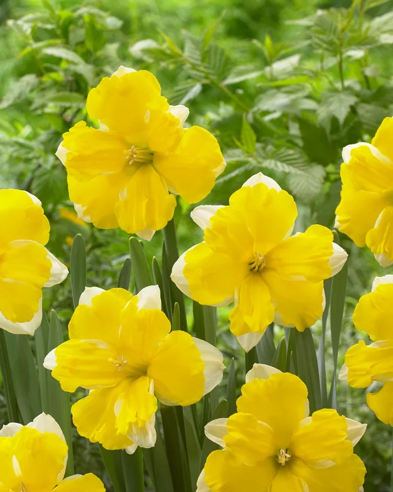 Narcissus Banana Daiquiri 12/1