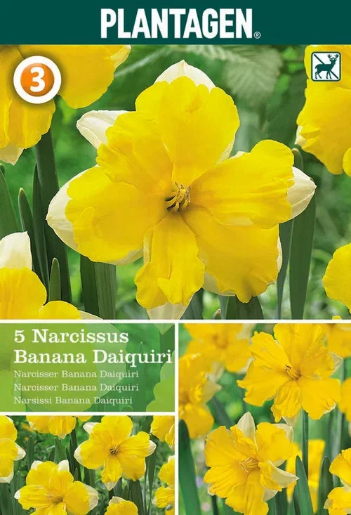 Narcissus Banana Daiquiri 12/1