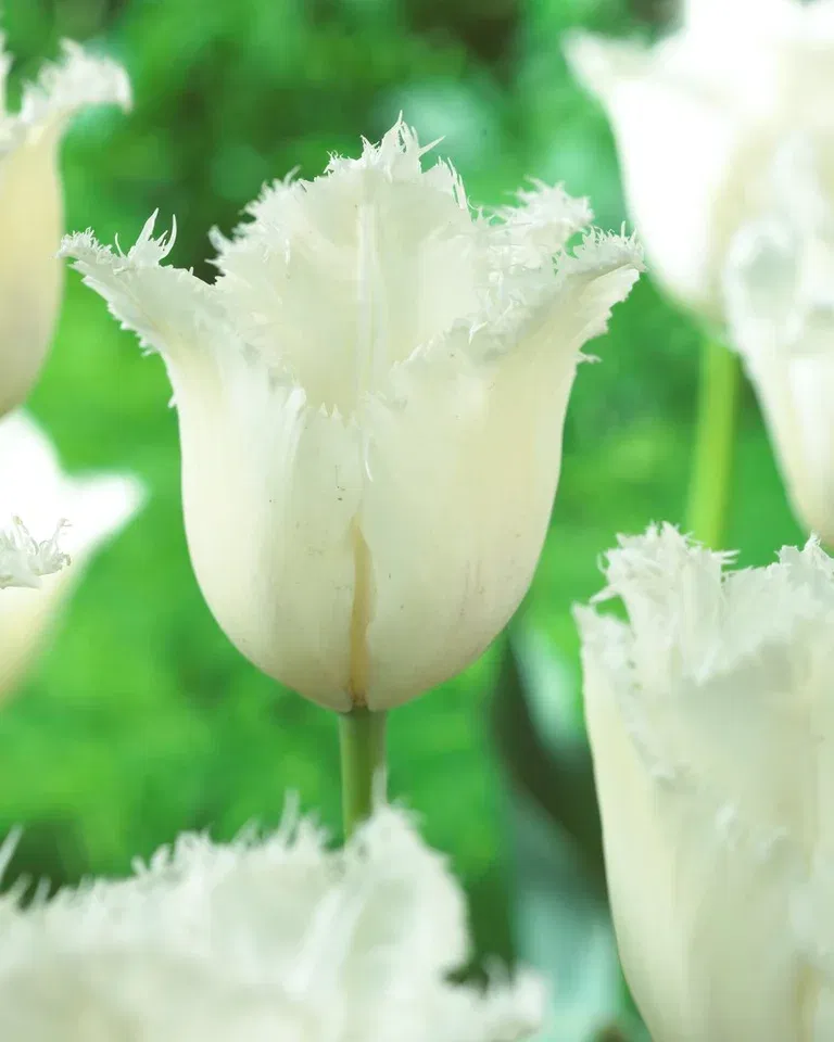 Tulipa Daytona 11/12  white - 6 bulbs