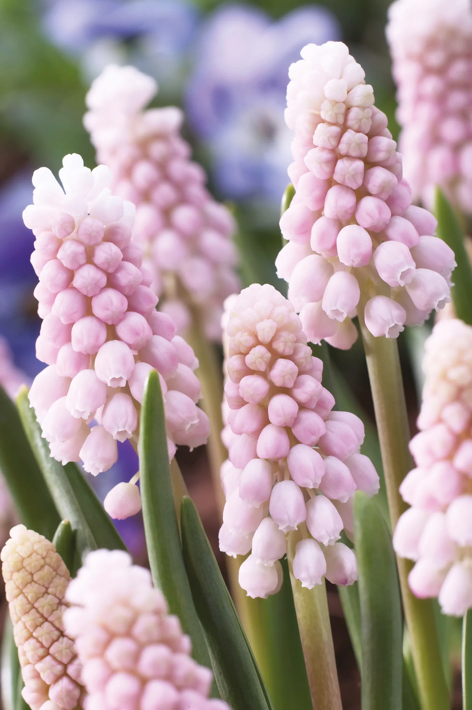 Misc. Muscari Pink Sunrise 5/