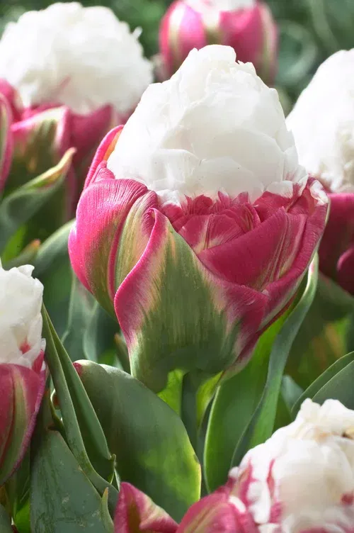 Tulipa Ice Cream 11/12 white