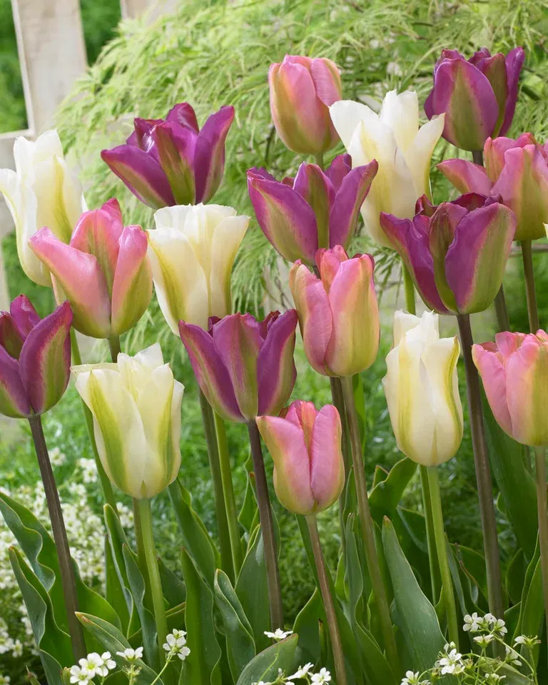 Tulip Mix Greenland Blend - 9 bulbs