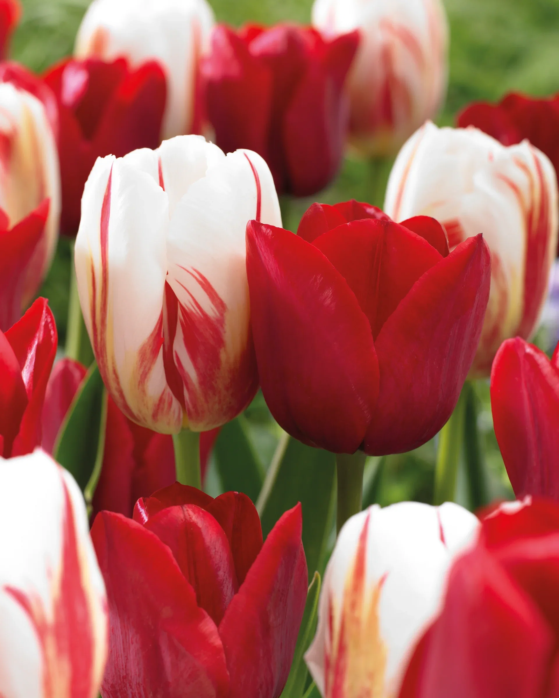 Tulip Mix Love Circles - 10 bulbs