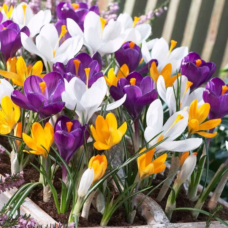 Crocus vernus Mix 7/  Organic