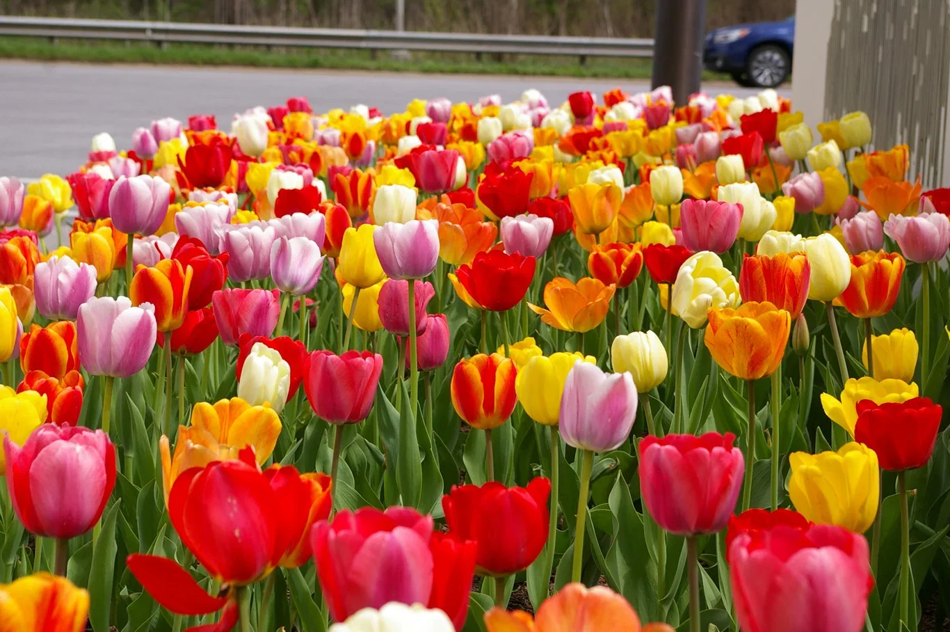 Tulipa Darwin Hybrid Mix 11/