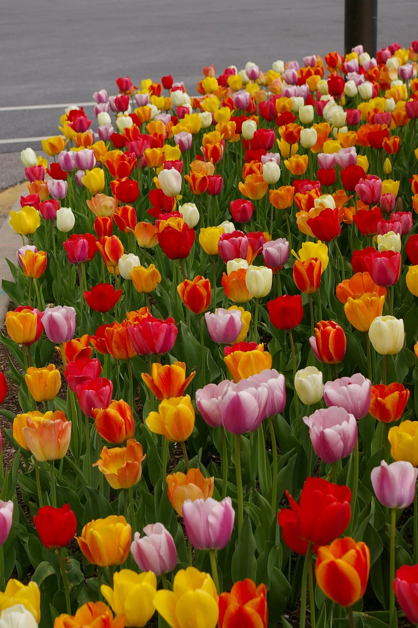 Tulipa Darwin Hybrid Mix 11/