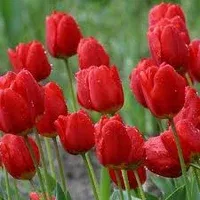 Tulipa Darwin Red Impression 1