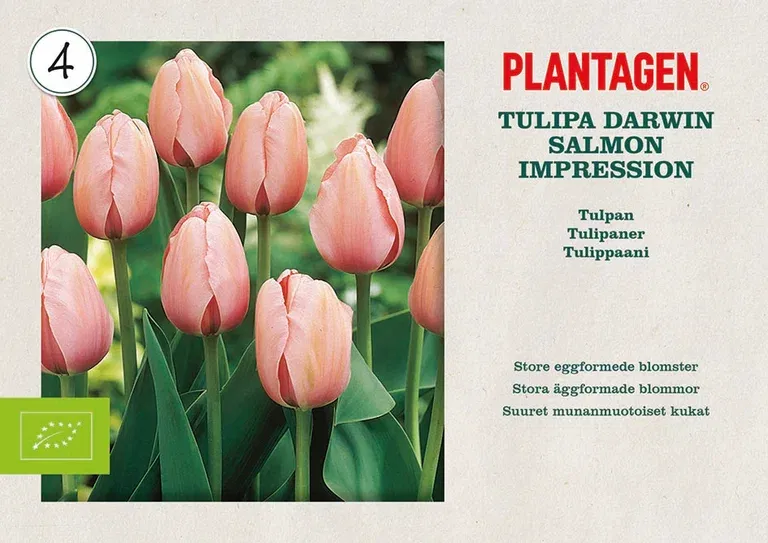 Tulipa Darwin Salmon Impressio