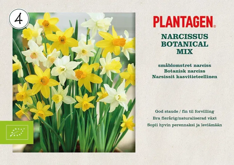 Narcissus botanical Mix 10/12