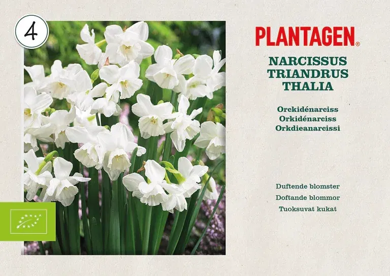 Narcissus triandrus Thalia 12/