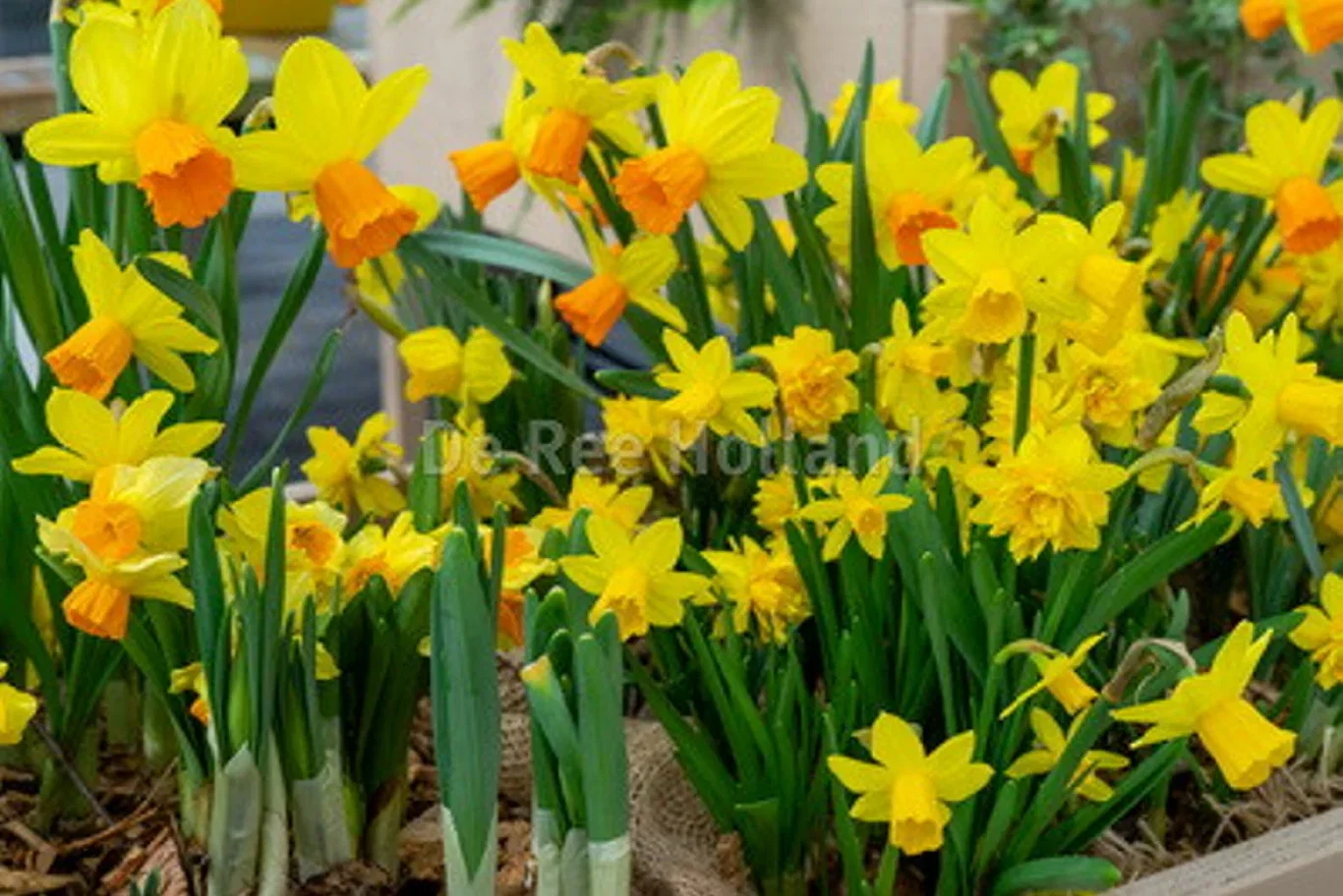 Narcissus botanical Mix 10/12