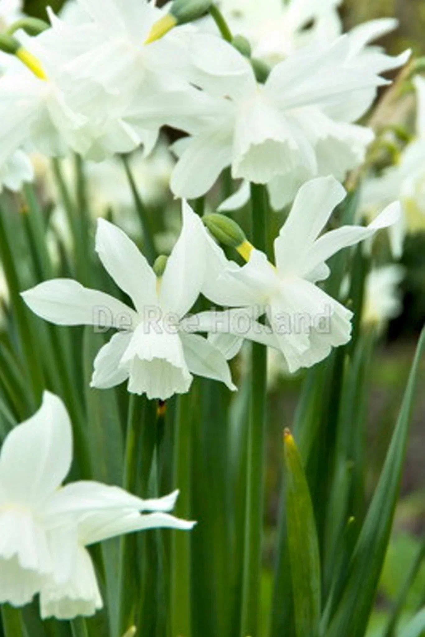 Narcissus triandrus Thalia 12/