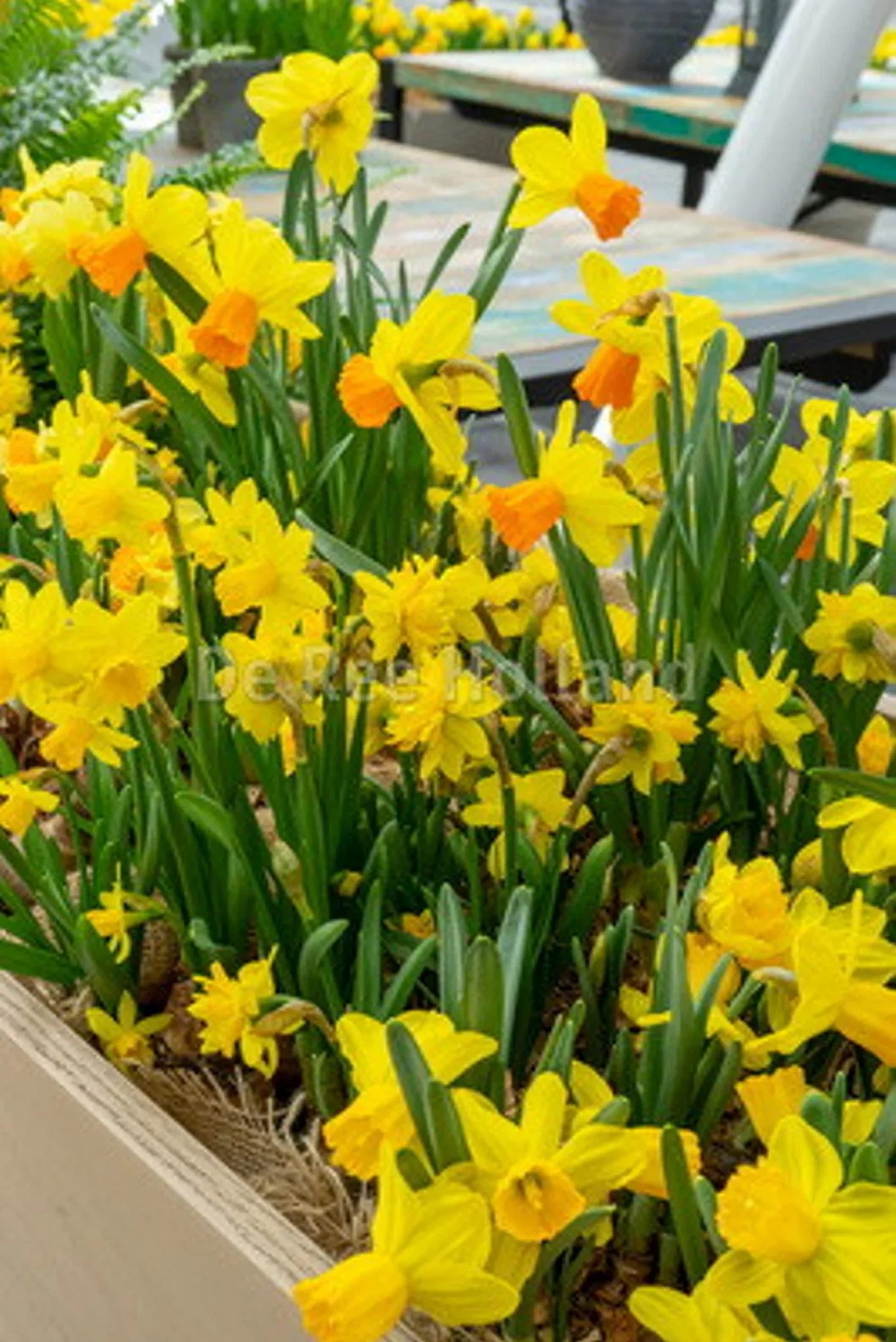 Narcissus botanical Mix 10/12