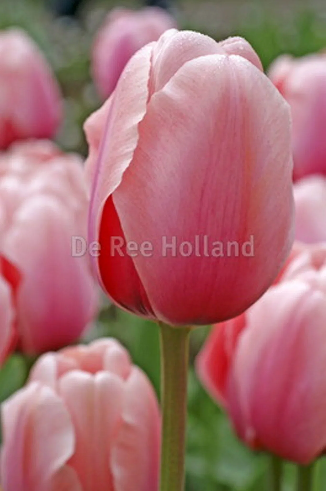 Tulipa Darwin Salmon Impressio