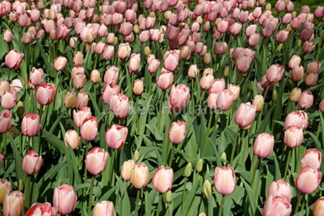 Tulipa Darwin Salmon Impressio