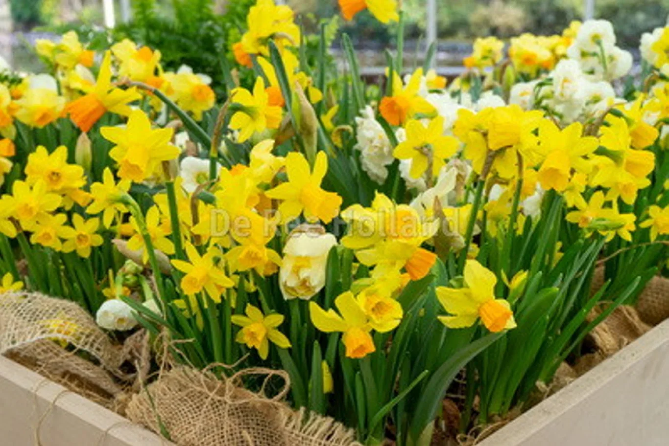 Narcissus botanical Mix 10/12