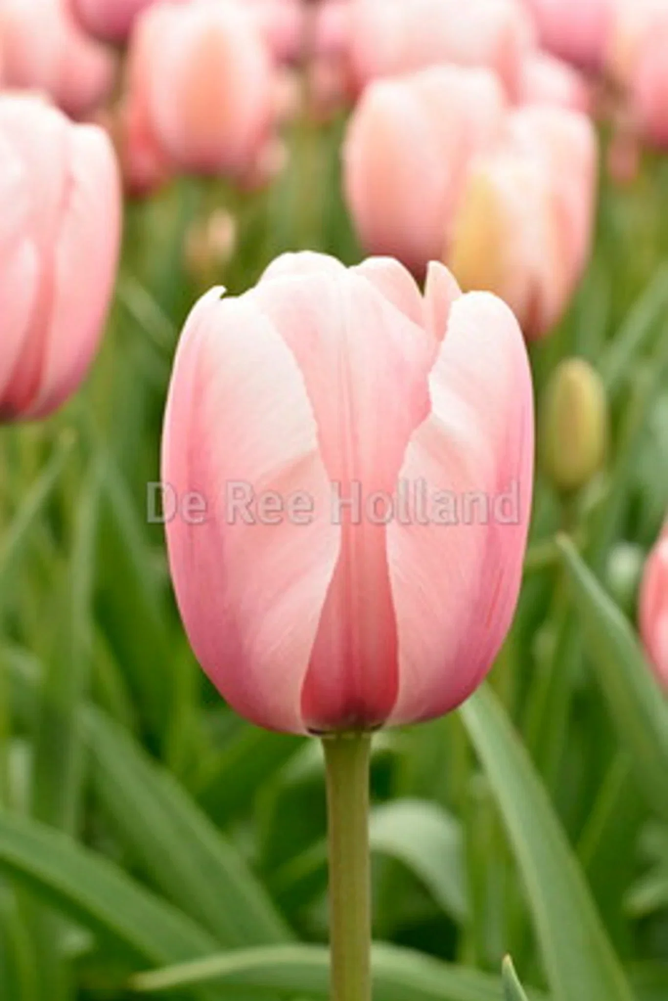 Tulipa Darwin Salmon Impressio