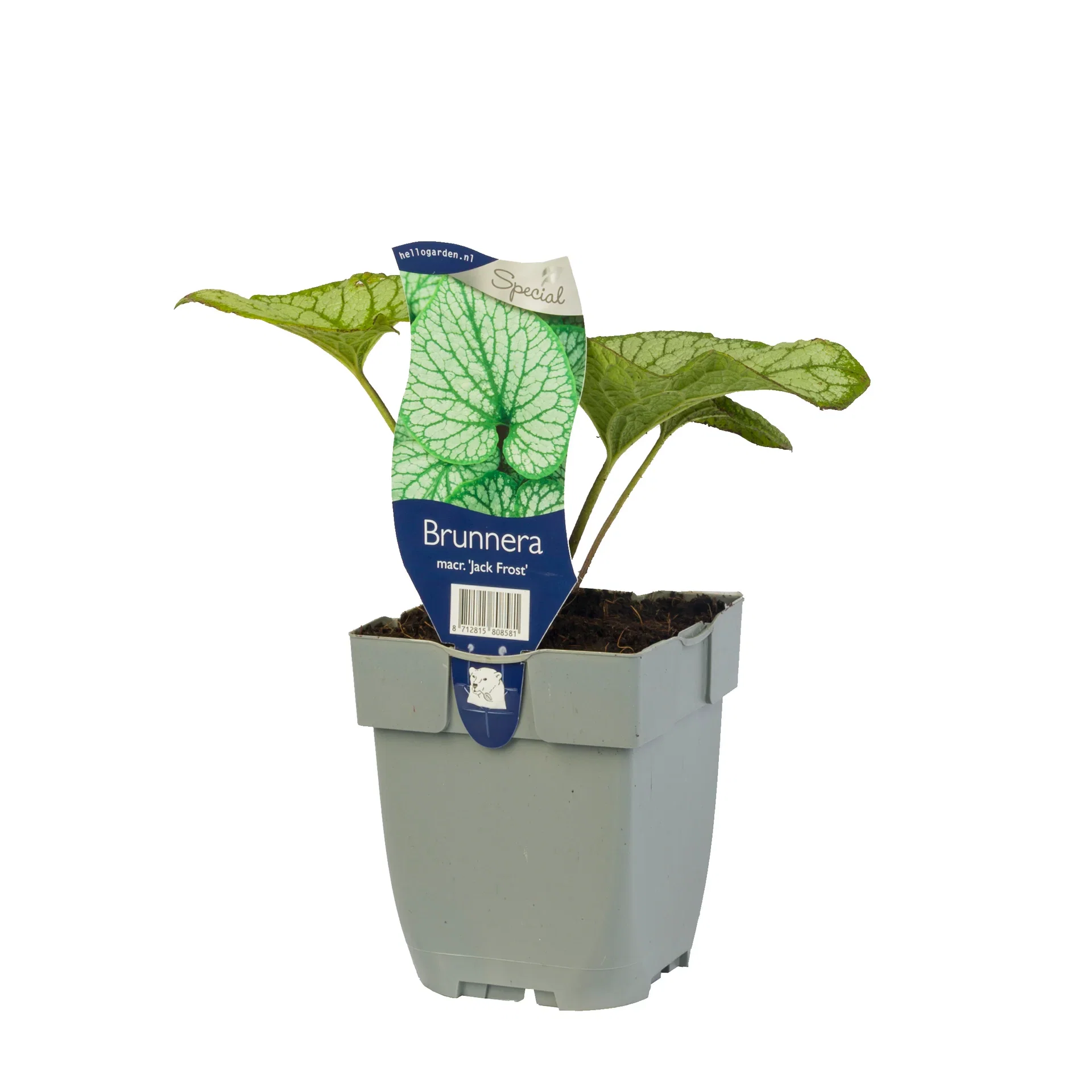 Brunnera macrophylla 'Jack Frost'