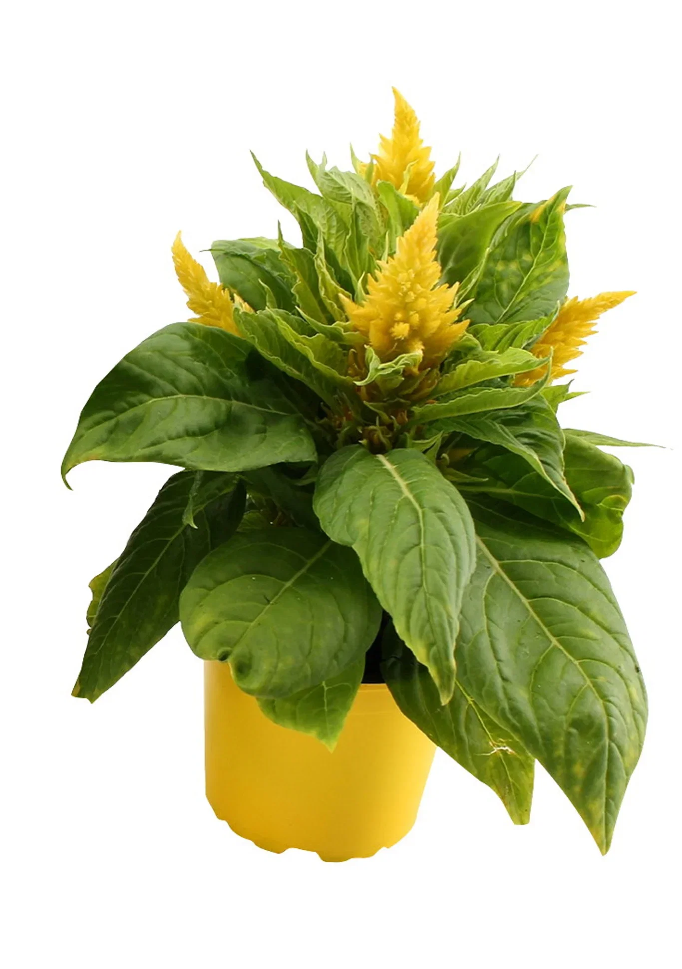 Celosia 'Kelos Fire' 12 cm