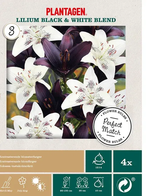 Perfect Match 11 - Lilium Blac