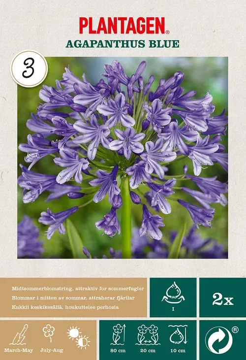 Perennials  Agapanthus Blue