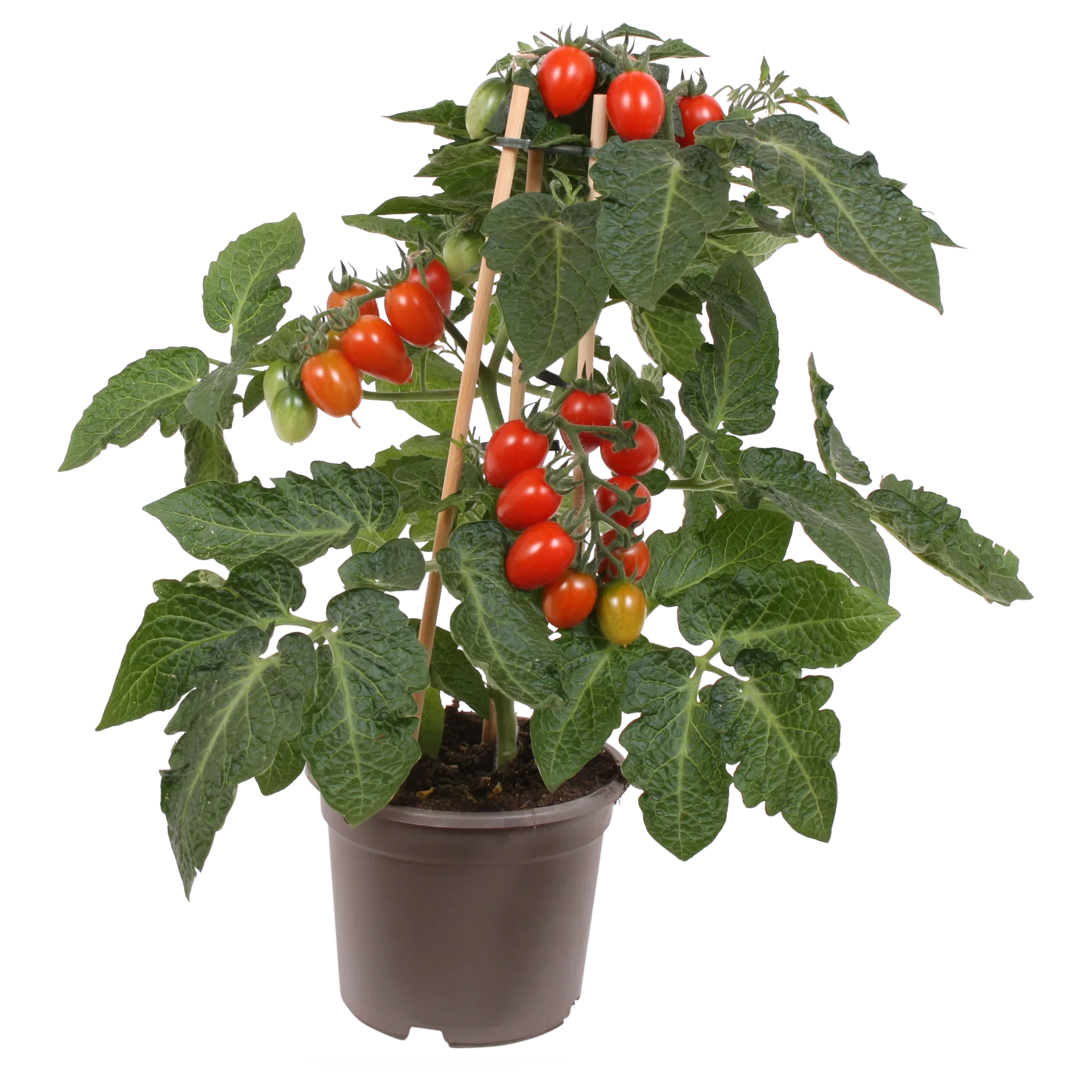 Ready Plum Tomato 14 cm