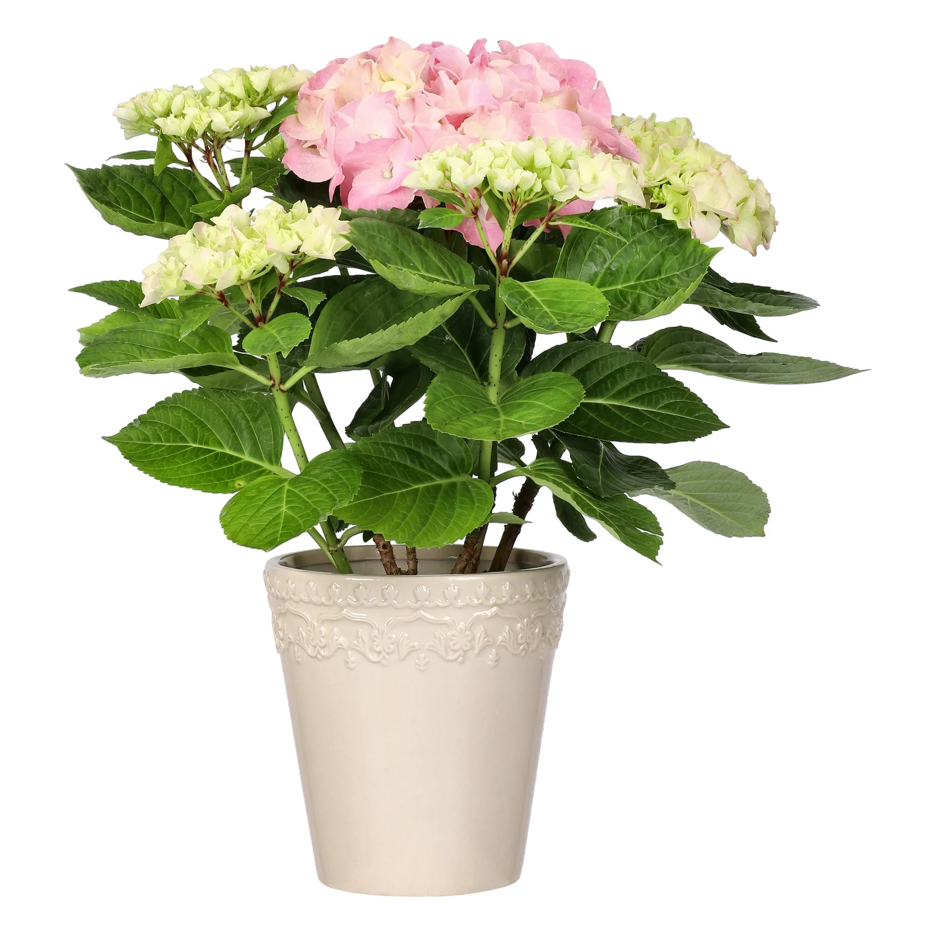 Hydrangea macrophylla Pink 13 cm