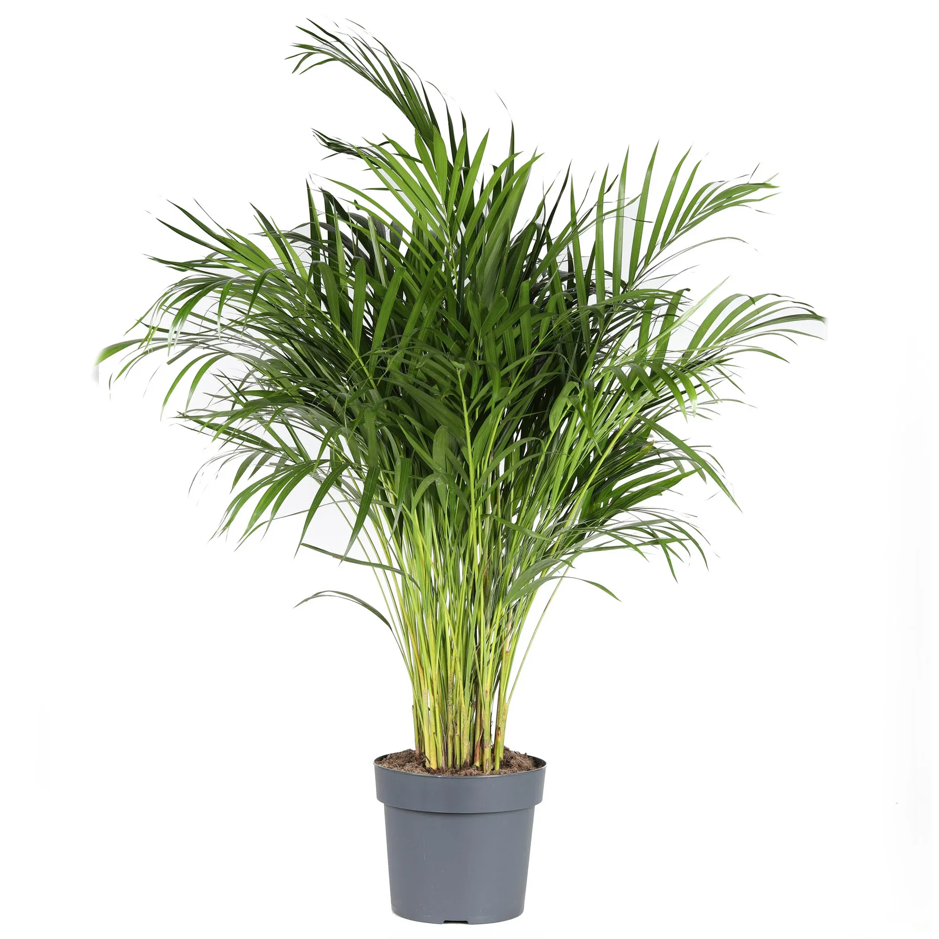 Areca Palm