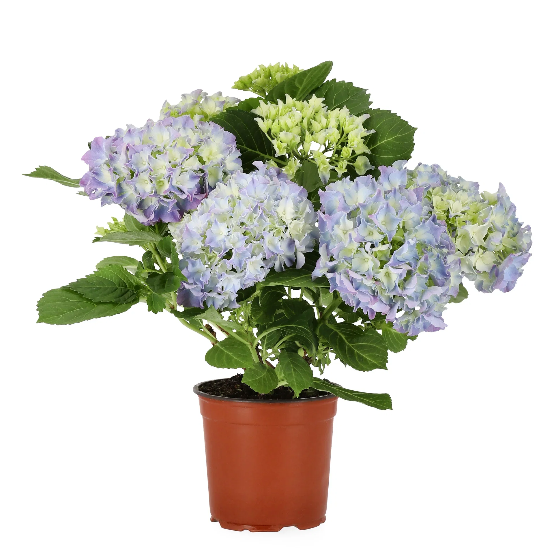 Hydrangea macrophylla Blue 13 cm