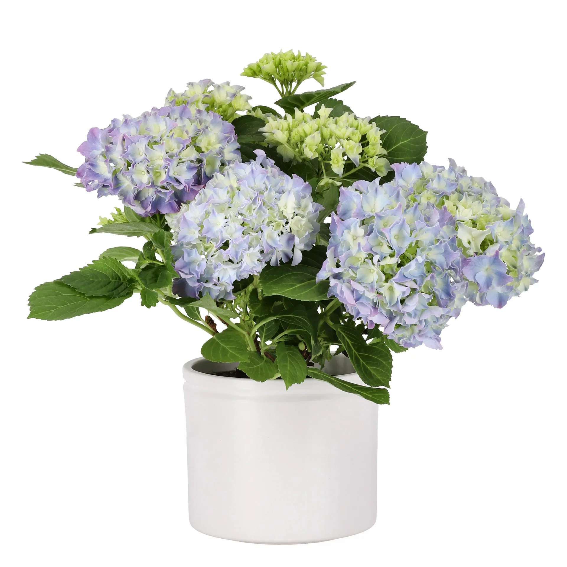 Hydrangea macrophylla Blue 13 cm