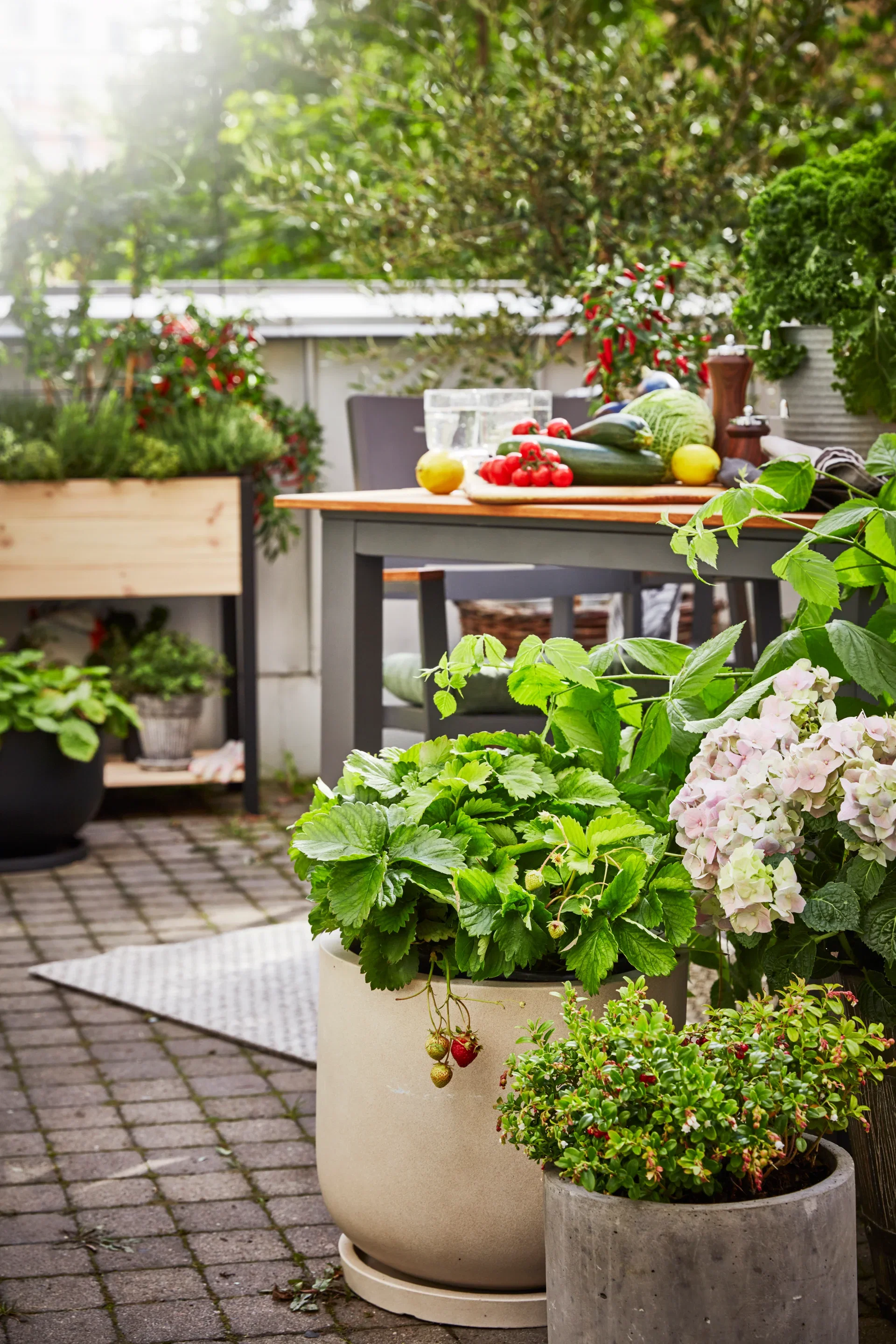 Hydrangea macrophylla Blue 21cm